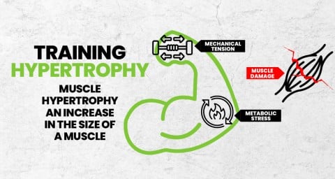 training-hypertrophy